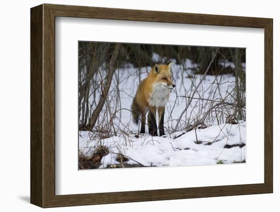 Red Fox Foraging-Joe McDonald-Framed Photographic Print