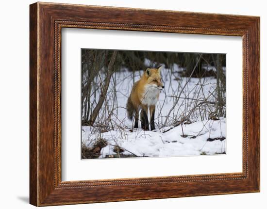 Red Fox Foraging-Joe McDonald-Framed Photographic Print