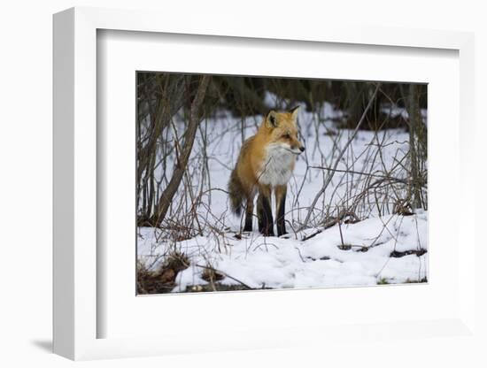 Red Fox Foraging-Joe McDonald-Framed Photographic Print