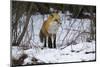 Red Fox Foraging-Joe McDonald-Mounted Photographic Print