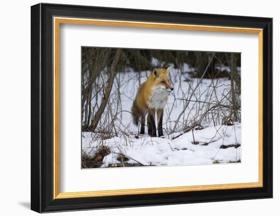 Red Fox Foraging-Joe McDonald-Framed Photographic Print