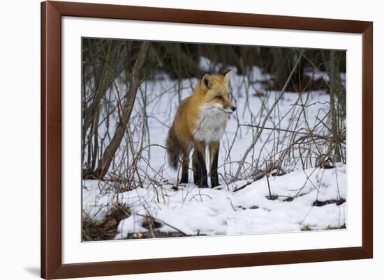 Red Fox Foraging-Joe McDonald-Framed Photographic Print