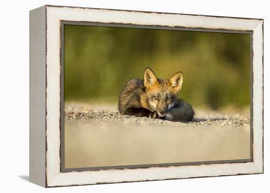 Red Fox, Gillam, Manitoba, Canada-Paul Souders-Framed Premier Image Canvas