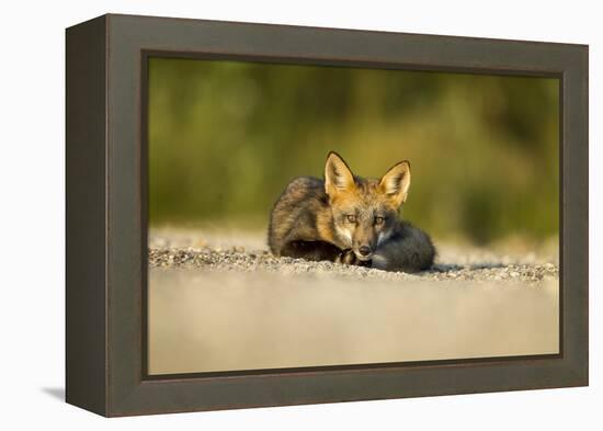 Red Fox, Gillam, Manitoba, Canada-Paul Souders-Framed Premier Image Canvas