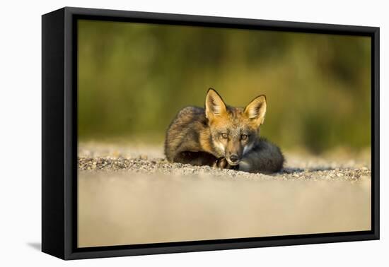 Red Fox, Gillam, Manitoba, Canada-Paul Souders-Framed Premier Image Canvas