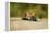 Red Fox, Gillam, Manitoba, Canada-Paul Souders-Framed Premier Image Canvas