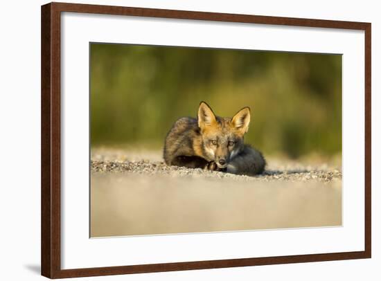 Red Fox, Gillam, Manitoba, Canada-Paul Souders-Framed Photographic Print