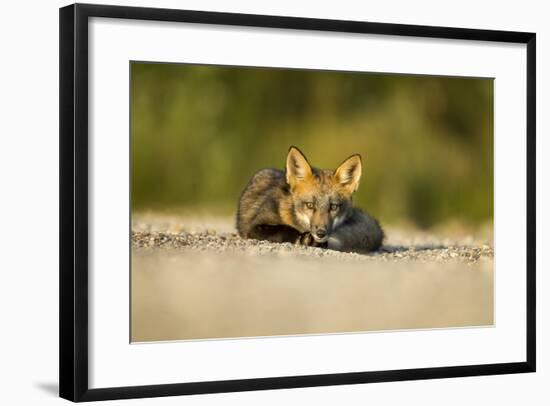 Red Fox, Gillam, Manitoba, Canada-Paul Souders-Framed Photographic Print