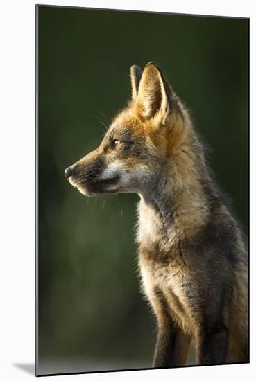 Red Fox, Gillam, Manitoba, Canada-Paul Souders-Mounted Photographic Print