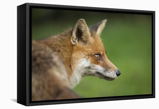 Red fox head portrait, Suffolk, England, United Kingdom, Europe-Kyle Moore-Framed Premier Image Canvas