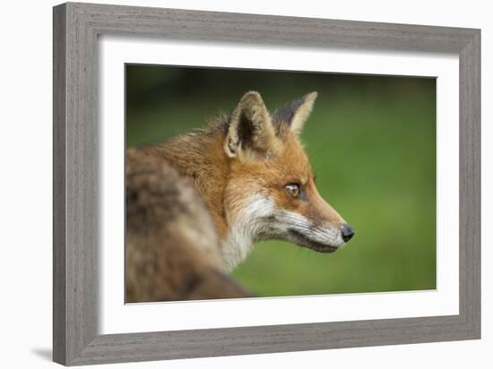 Red fox head portrait, Suffolk, England, United Kingdom, Europe-Kyle Moore-Framed Photographic Print