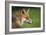 Red fox head portrait, Suffolk, England, United Kingdom, Europe-Kyle Moore-Framed Photographic Print