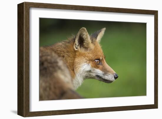 Red fox head portrait, Suffolk, England, United Kingdom, Europe-Kyle Moore-Framed Photographic Print