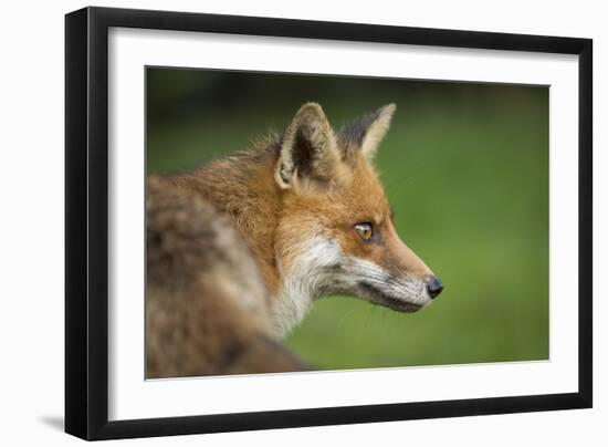 Red fox head portrait, Suffolk, England, United Kingdom, Europe-Kyle Moore-Framed Photographic Print