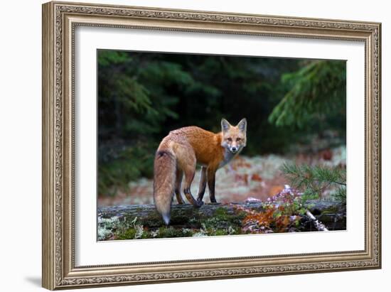 Red Fox in Algonquin Park-Jim Cumming-Framed Giclee Print