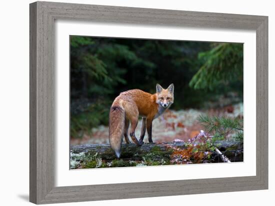 Red Fox in Algonquin Park-Jim Cumming-Framed Giclee Print