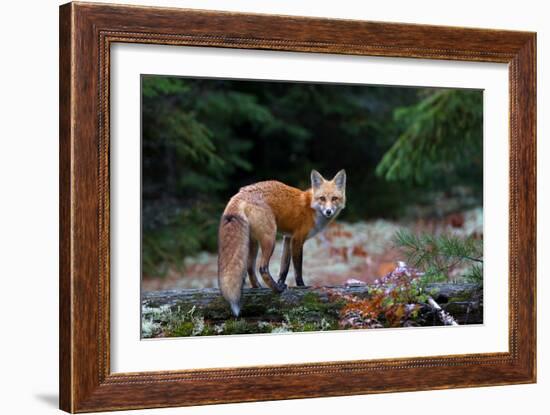 Red Fox in Algonquin Park-Jim Cumming-Framed Giclee Print