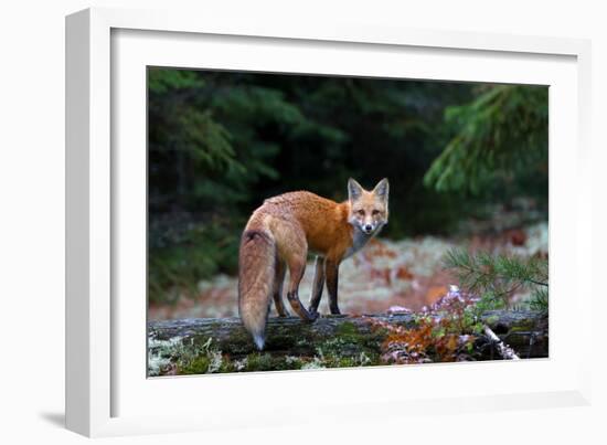 Red Fox in Algonquin Park-Jim Cumming-Framed Giclee Print