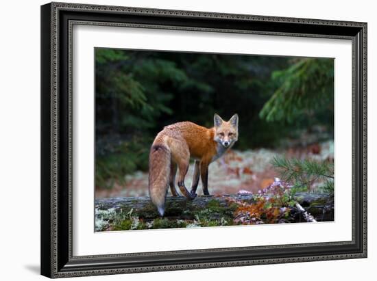 Red Fox in Algonquin Park-Jim Cumming-Framed Giclee Print