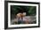 Red Fox in Algonquin Park-Jim Cumming-Framed Giclee Print