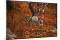 Photographic Print