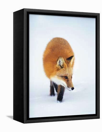 Red Fox in Snow-John Conrad-Framed Premier Image Canvas