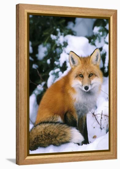 Red Fox in Snow-null-Framed Premier Image Canvas