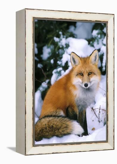 Red Fox in Snow-null-Framed Premier Image Canvas