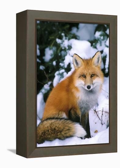 Red Fox in Snow-null-Framed Premier Image Canvas