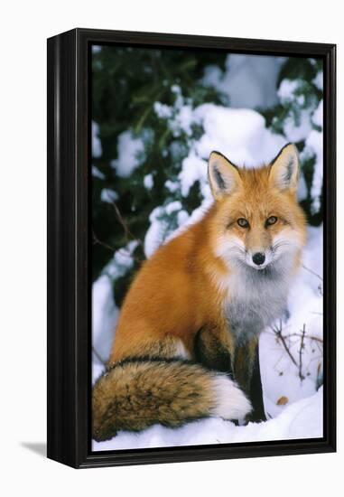 Red Fox in Snow-null-Framed Premier Image Canvas
