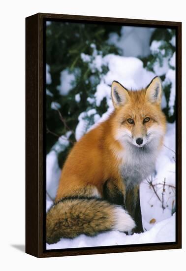 Red Fox in Snow-null-Framed Premier Image Canvas