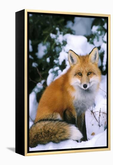 Red Fox in Snow-null-Framed Premier Image Canvas