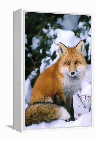 Red Fox in Snow-null-Framed Premier Image Canvas