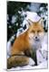 Premium Photographic Print