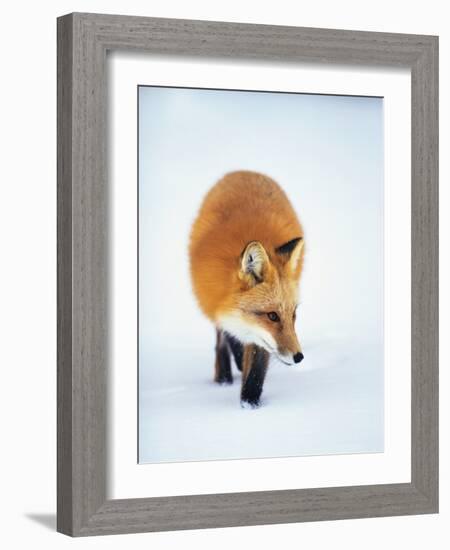 Red Fox in Snow-John Conrad-Framed Photographic Print