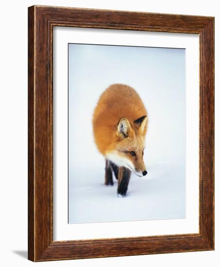 Red Fox in Snow-John Conrad-Framed Photographic Print