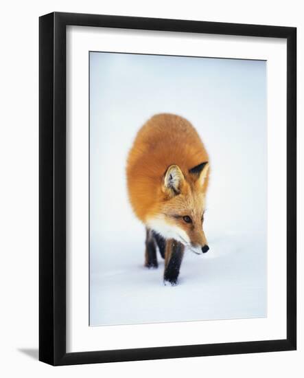 Red Fox in Snow-John Conrad-Framed Photographic Print