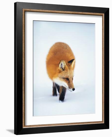 Red Fox in Snow-John Conrad-Framed Photographic Print