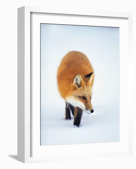 Red Fox in Snow-John Conrad-Framed Photographic Print