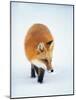 Red Fox in Snow-John Conrad-Mounted Photographic Print