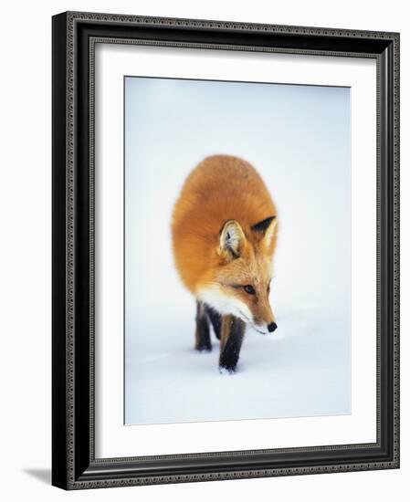 Red Fox in Snow-John Conrad-Framed Photographic Print