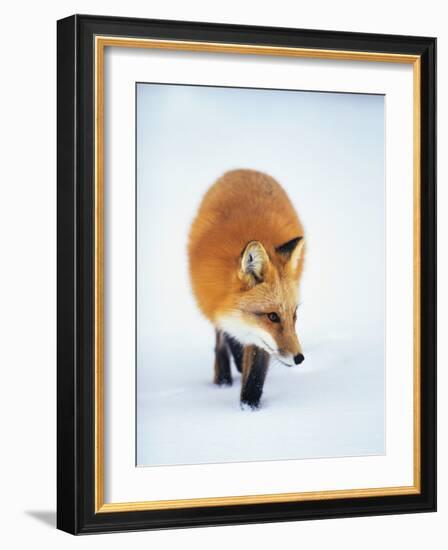 Red Fox in Snow-John Conrad-Framed Photographic Print