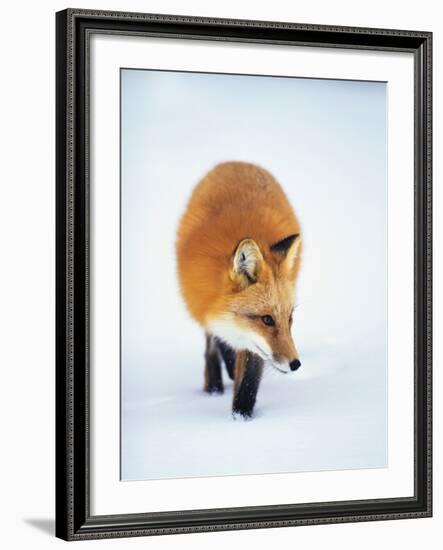 Red Fox in Snow-John Conrad-Framed Photographic Print