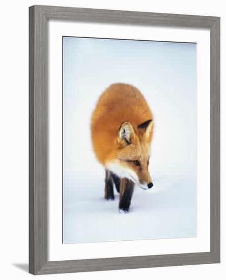 Red Fox in Snow-John Conrad-Framed Photographic Print