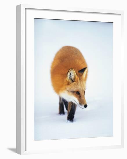 Red Fox in Snow-John Conrad-Framed Photographic Print