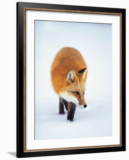 Red Fox in Snow-John Conrad-Framed Photographic Print