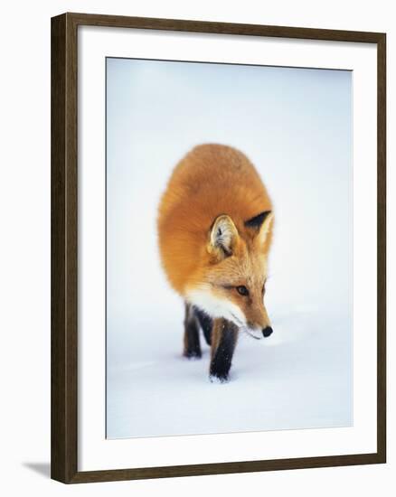 Red Fox in Snow-John Conrad-Framed Photographic Print