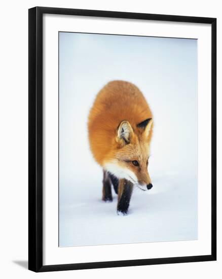 Red Fox in Snow-John Conrad-Framed Photographic Print