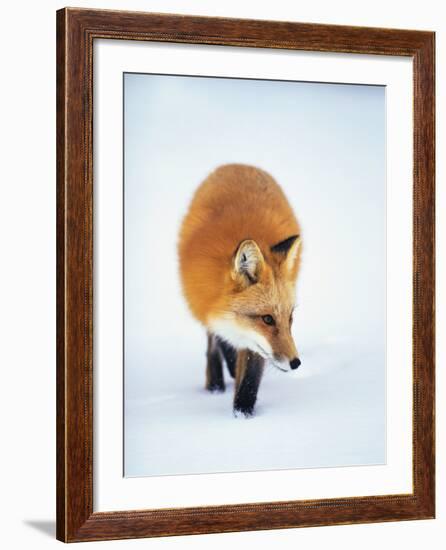 Red Fox in Snow-John Conrad-Framed Photographic Print