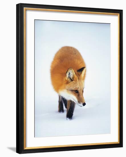 Red Fox in Snow-John Conrad-Framed Photographic Print